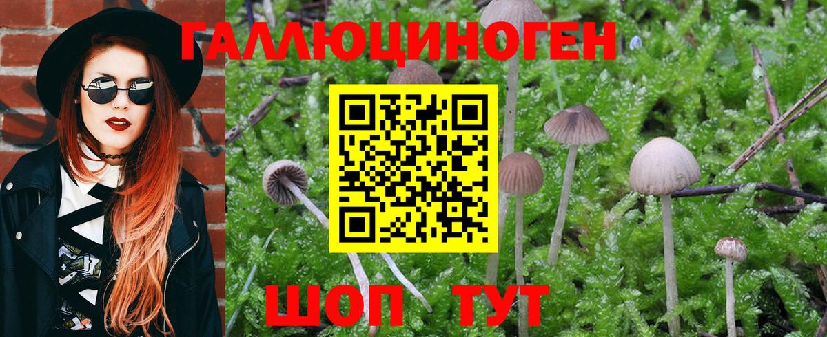 Псилоцибиновые грибы Psilocybine cubensis Орёл